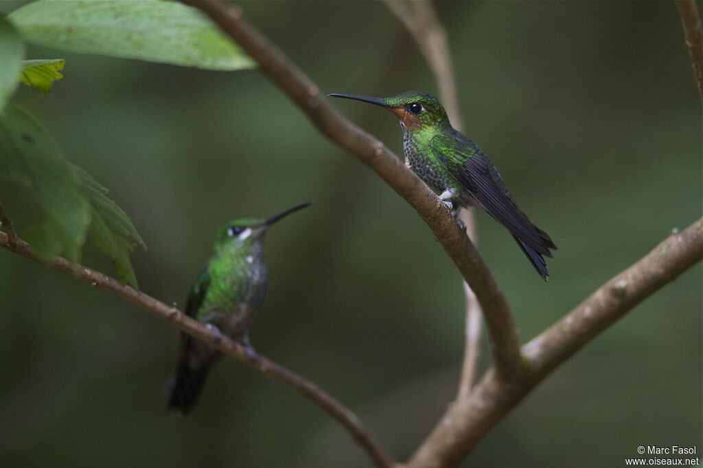 Green-crowned Brilliantjuvenile, identification