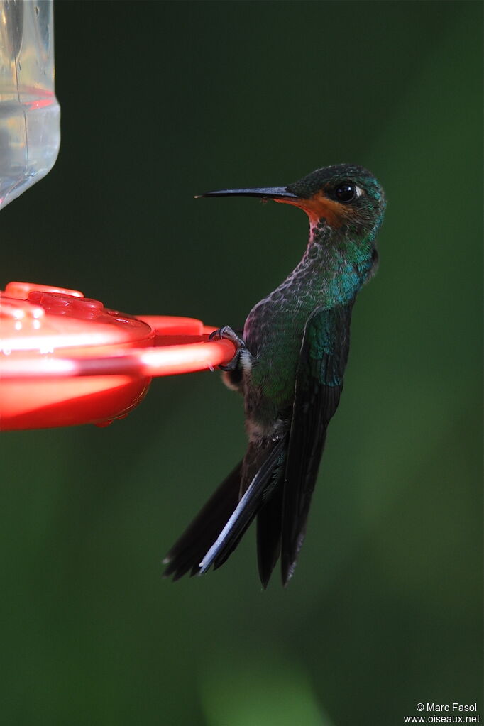 Green-crowned Brilliantjuvenile, identification, feeding habits