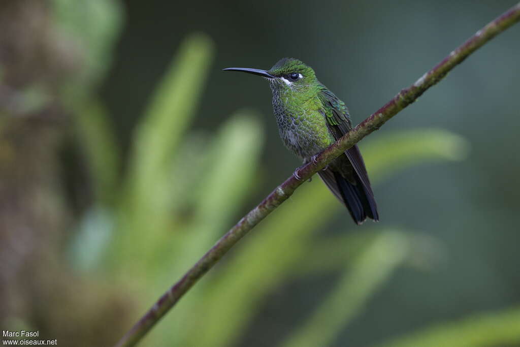 Green-crowned Brilliant female adult, identification