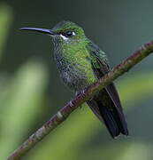 Green-crowned Brilliant