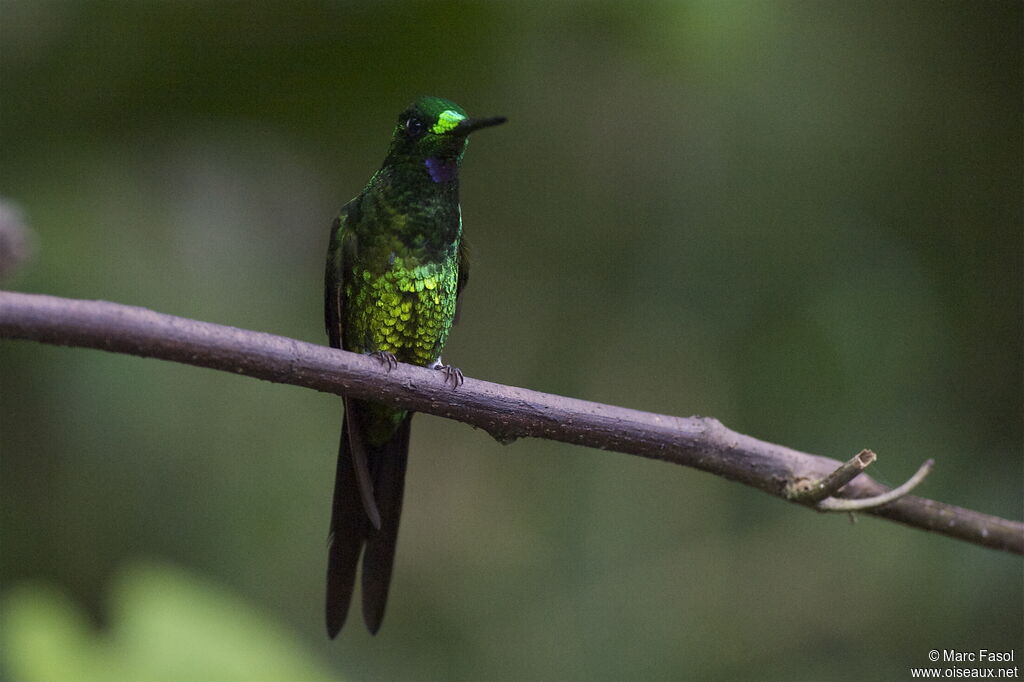 Empress Brilliant male adult, identification