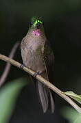 Fawn-breasted Brilliant