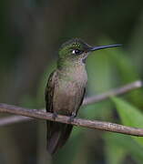 Fawn-breasted Brilliant