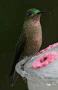 Fawn-breasted Brilliant