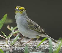 Yellow-browed Sparrow