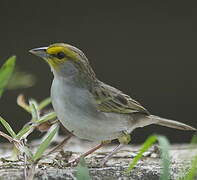 Yellow-browed Sparrow