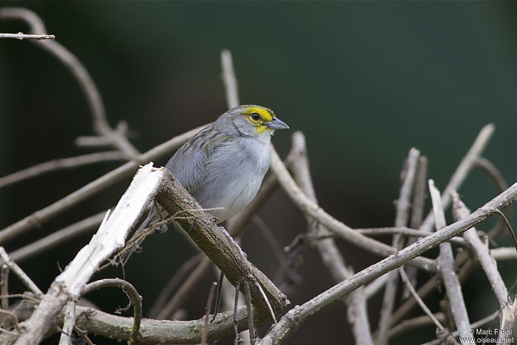 Yellow-browed Sparrowadult, identification