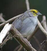 Yellow-browed Sparrow