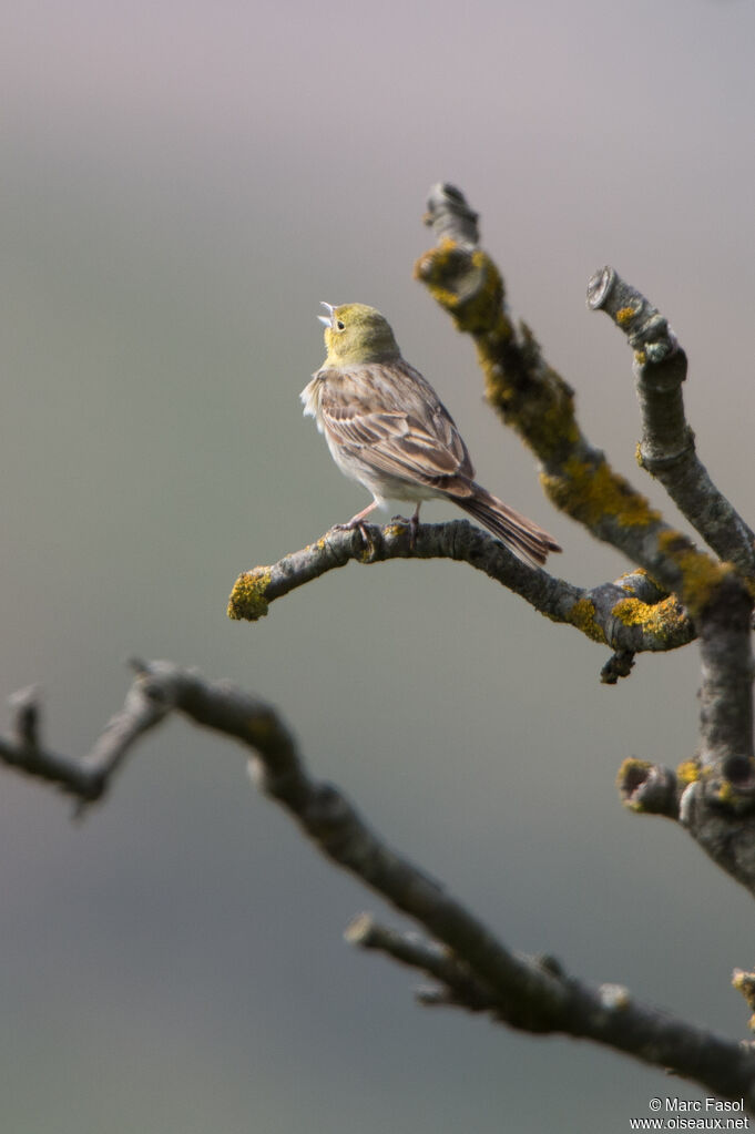 Cinereous Bunting male adult breeding, identification, song