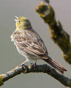 Cinereous Bunting