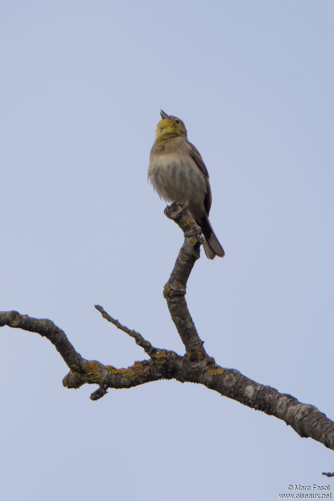 Cinereous Bunting male adult breeding, identification, song