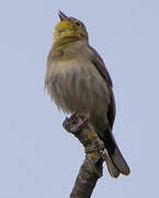 Cinereous Bunting