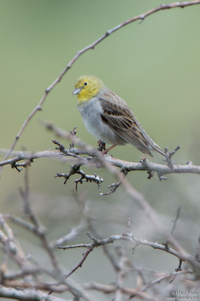 Cinereous Bunting male adult, identification