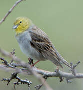 Cinereous Bunting