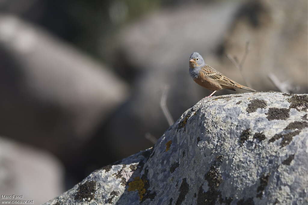 Cretzschmar's Bunting male adult breeding