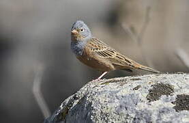 Cretzschmar's Bunting