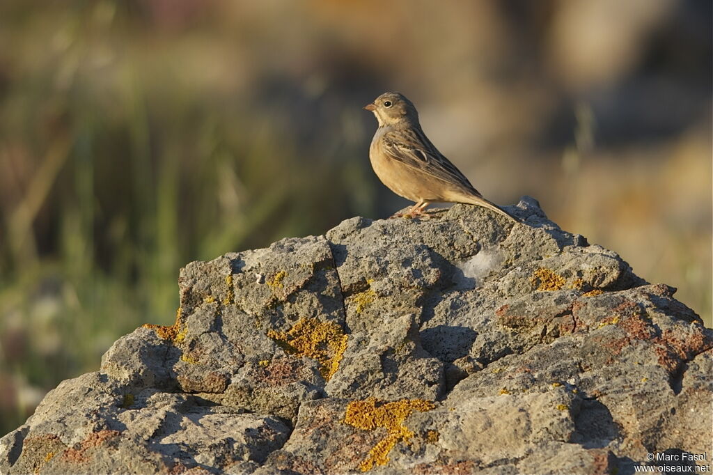 Cretzschmar's Bunting female adult breeding, identification