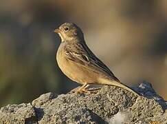 Cretzschmar's Bunting