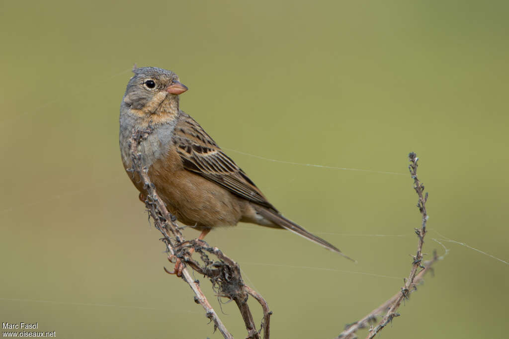 Cretzschmar's Bunting female adult, close-up portrait