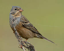 Cretzschmar's Bunting