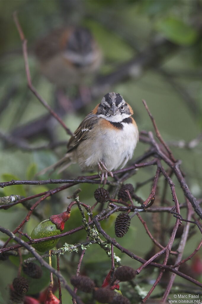 Rufous-collared Sparrowadult, identification