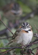 Rufous-collared Sparrow