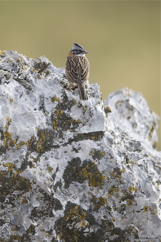 Bruant chingoloadulte, identification