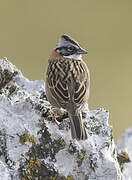 Rufous-collared Sparrow