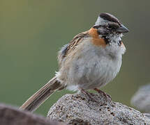 Rufous-collared Sparrow