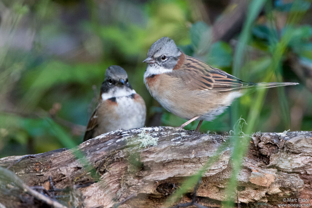 Rufous-collared Sparrowadult