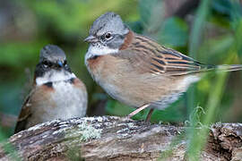 Rufous-collared Sparrow