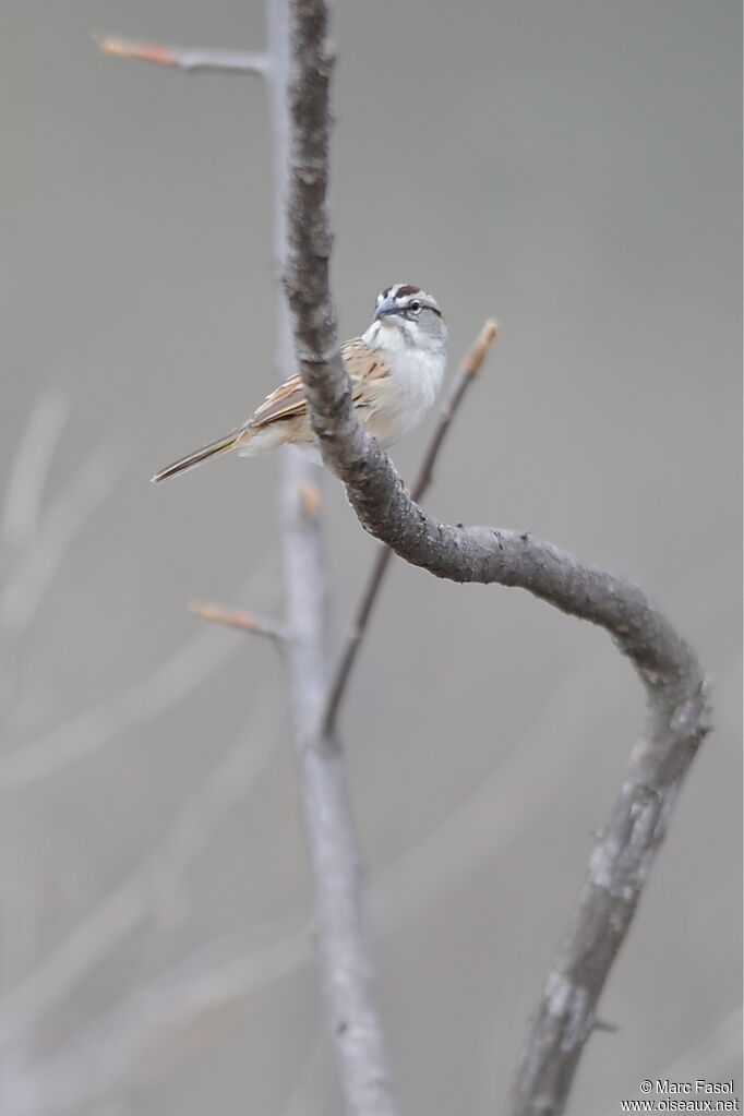 Bruant de Tumbesadulte, identification