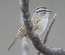 Tumbes Sparrow