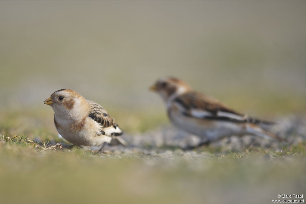 Snow Bunting male, identification, feeding habits