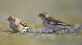 Snow Bunting