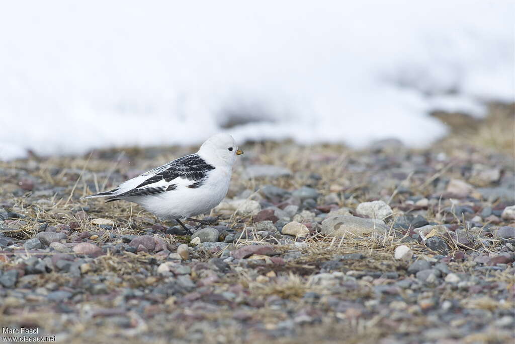 Snow Bunting male adult, identification, camouflage, pigmentation