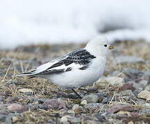 Bruant des neiges