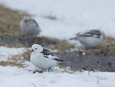 Bruant des neiges