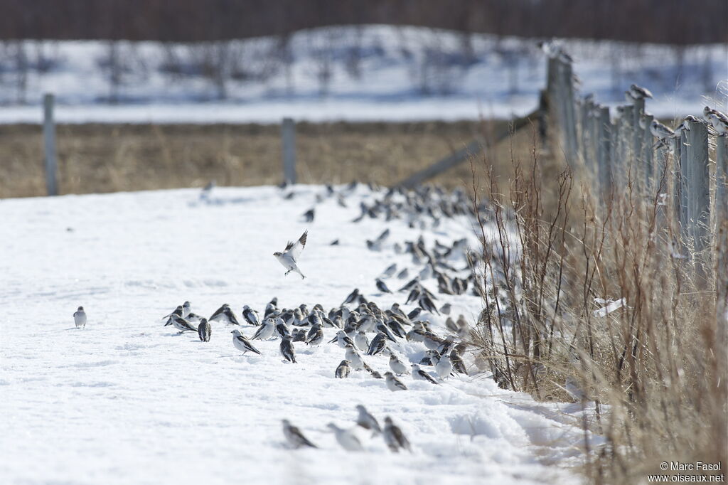 Snow Bunting, identification, Behaviour