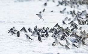 Snow Bunting