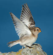 Snow Bunting