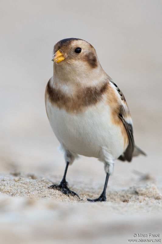 Snow Bunting male adult, identification, walking