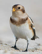 Snow Bunting