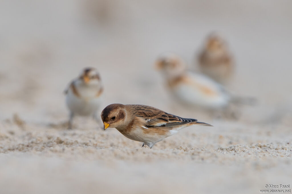 Snow Bunting, eats