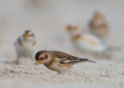 Snow Bunting