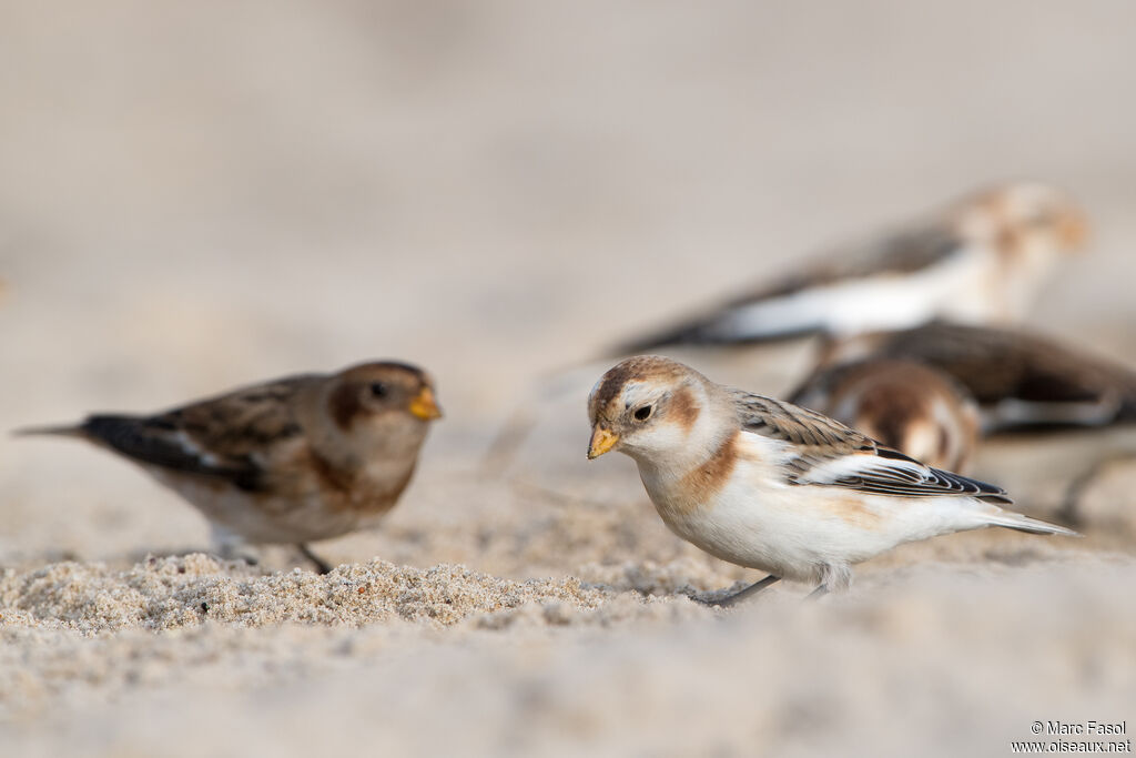 Snow Bunting, walking