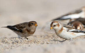 Snow Bunting