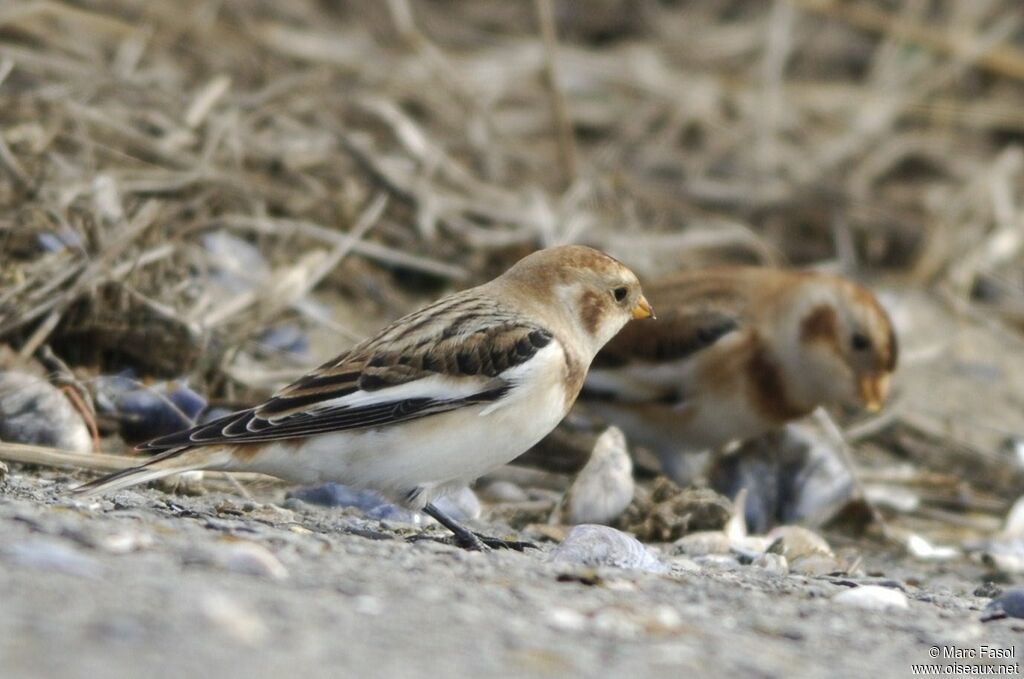 Snow Bunting male, identification