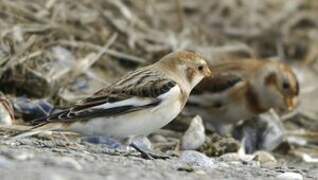 Snow Bunting