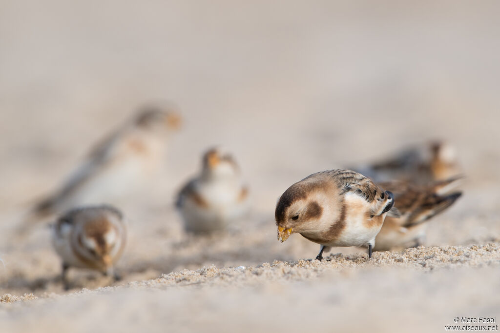 Snow Bunting, eats